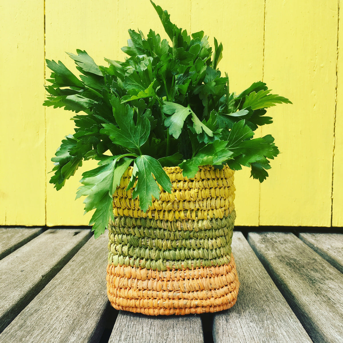 Starter Kit - Wattle