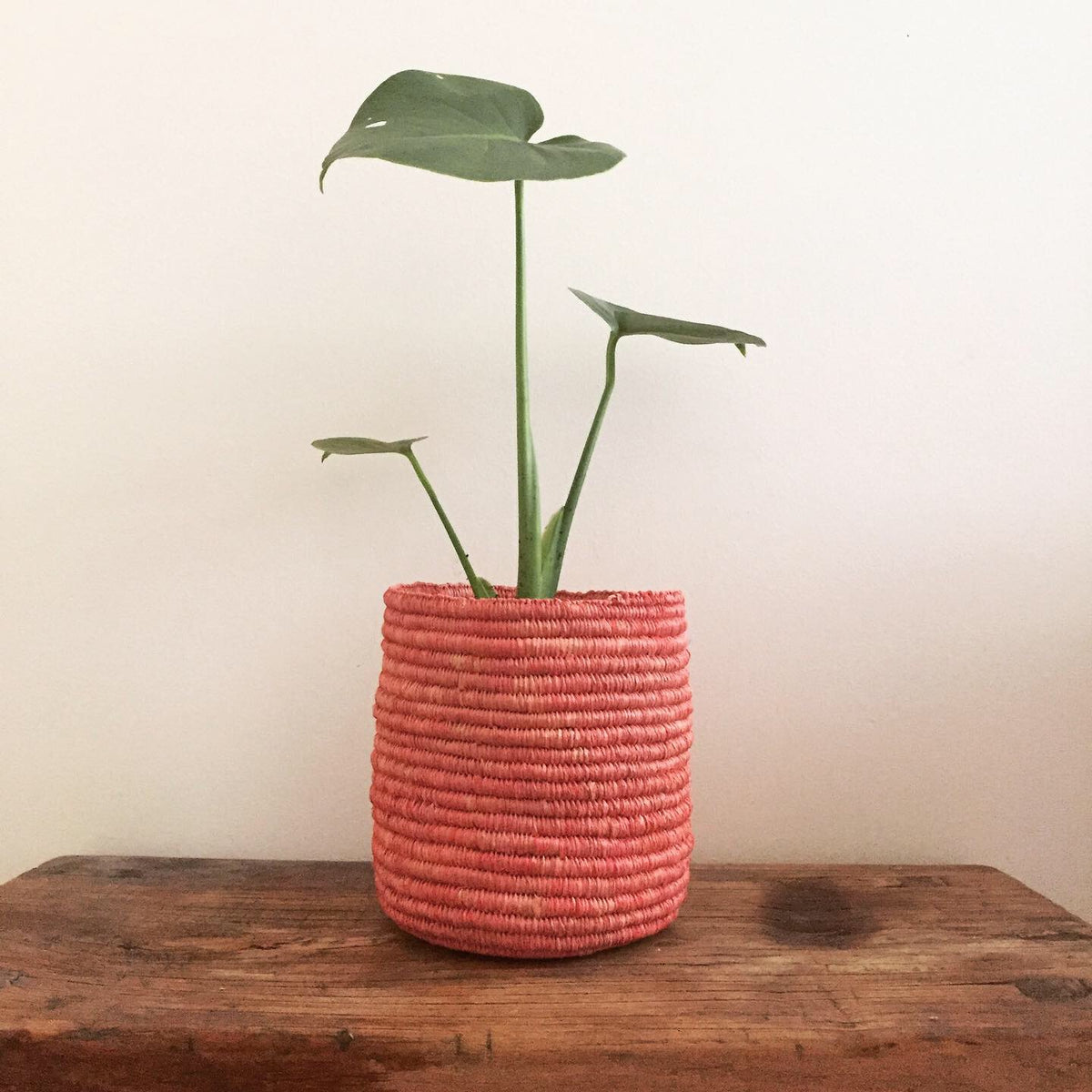 Raffia 50g - Desert Pea (Hand-dyed)