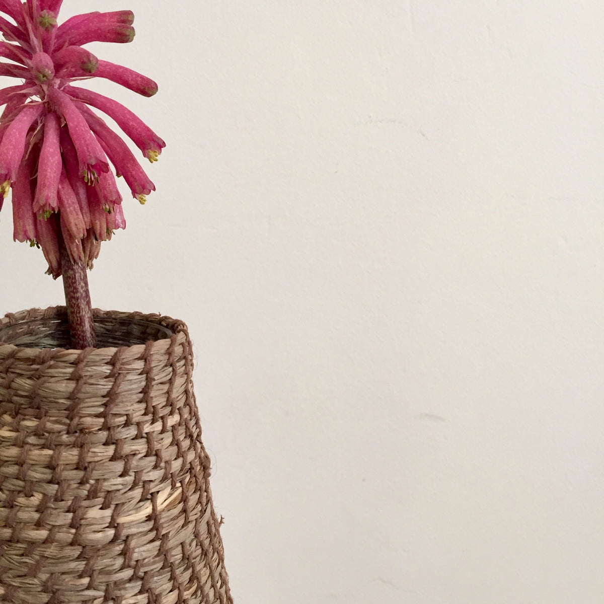 Starter Kit - Tanbark