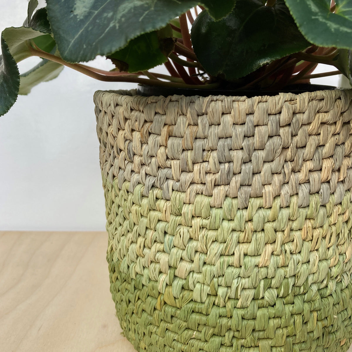 Raffia 150g - Ombré Olive